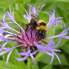 Wiesenhummel auf Kornblume